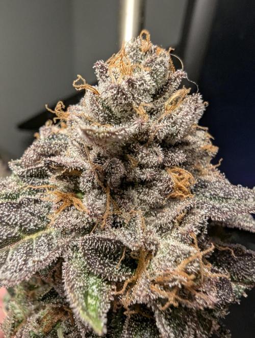 Black Cherry Gushers - Barney's Farm. Week 16