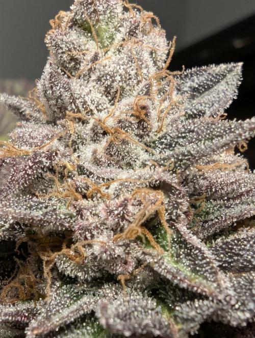 Black Cherry Gushers - Barney's Farm. Week 16