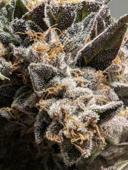 Black Cherry Gushers - Barney's Farm. Week 16