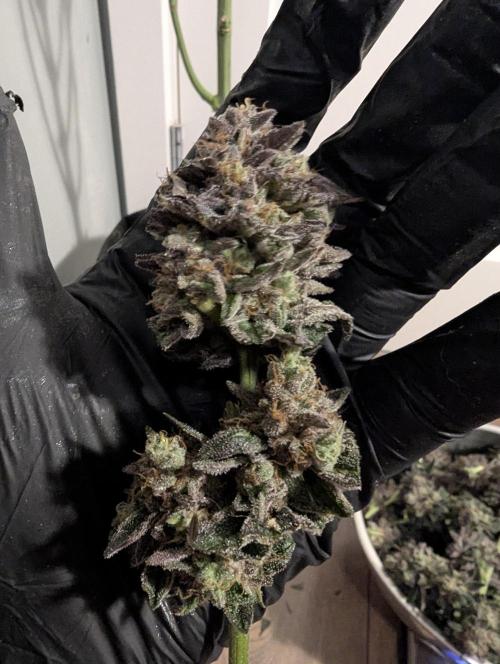 Black Cherry Gushers - Barney's Farm. Week 16