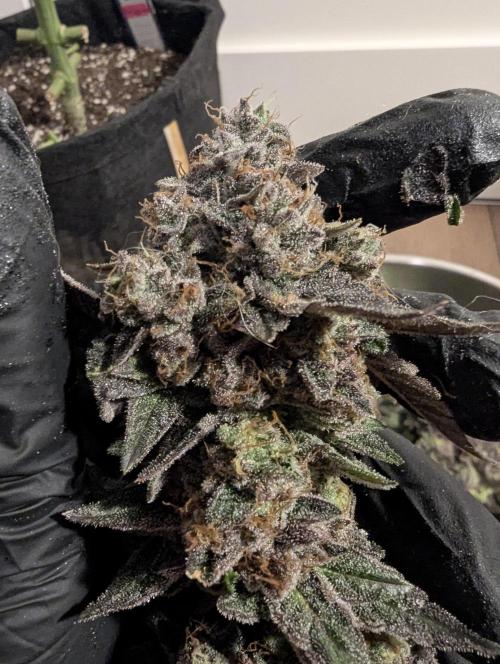 Black Cherry Gushers - Barney's Farm. Week 16