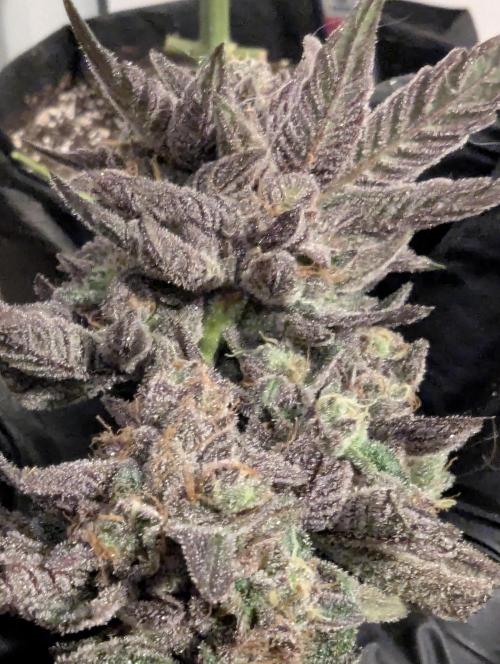 Black Cherry Gushers - Barney's Farm. Week 16