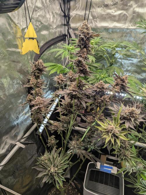 Black Cherry Gushers - Barney's Farm. Week 16