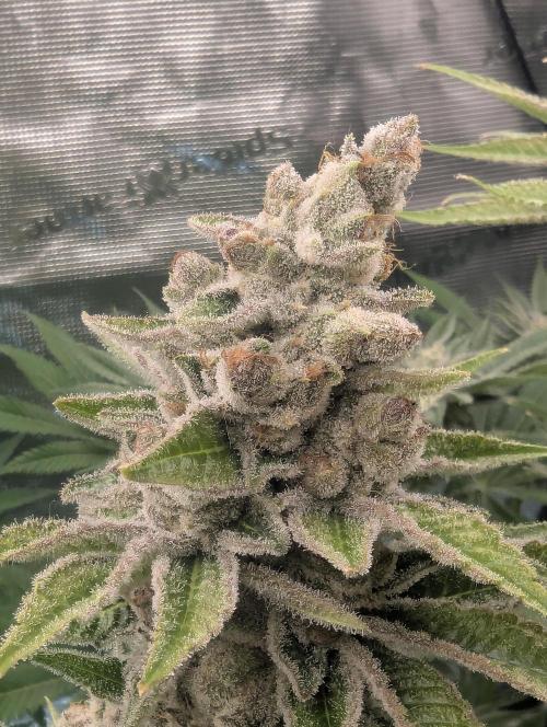 Blue Zushi - Dutch Passion. Week 16