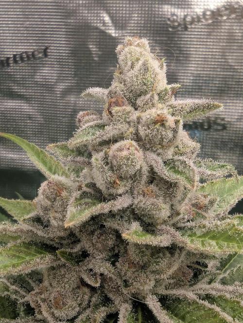 Blue Zushi - Dutch Passion. Week 16