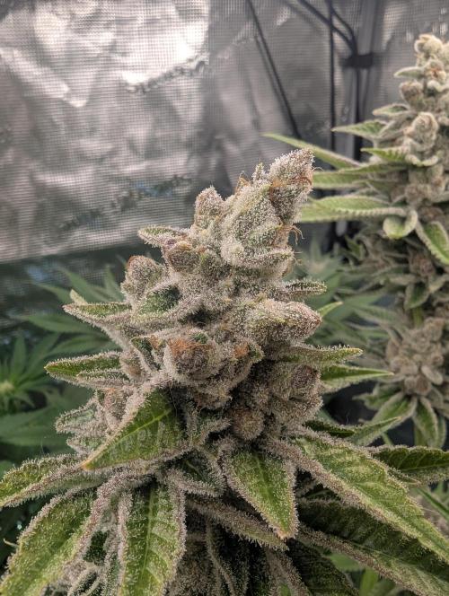 Blue Zushi - Dutch Passion. Week 16