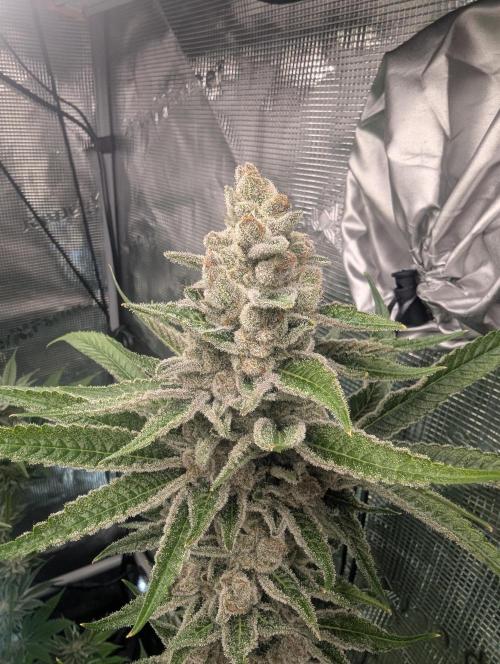 Blue Zushi - Dutch Passion. Week 16