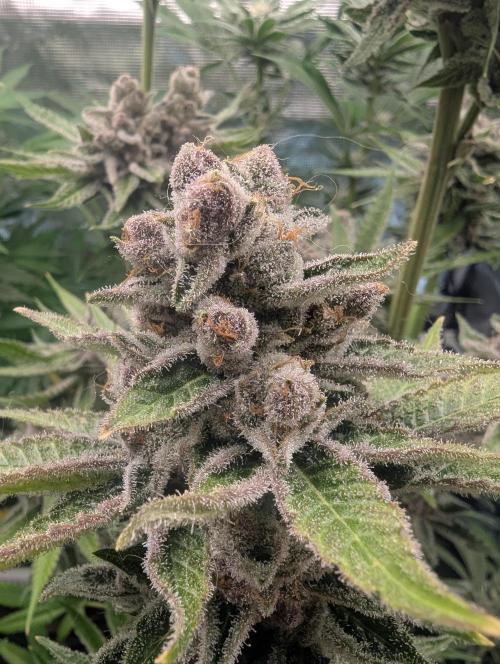 Blue Zushi - Dutch Passion. Week 16