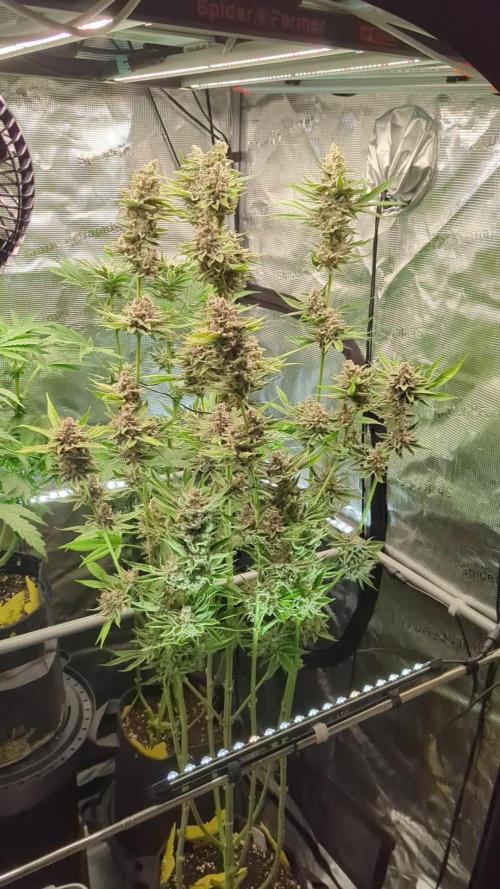 Blue Zushi - Dutch Passion