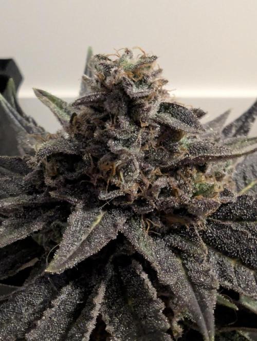 Black Cherry Gushers - Barney's Farm. Week 16