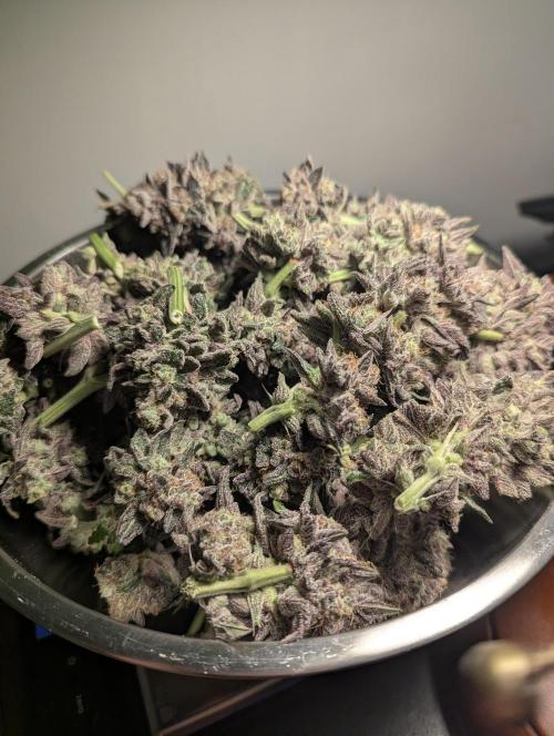 Black Cherry Gushers - Barney's Farm. Week 16