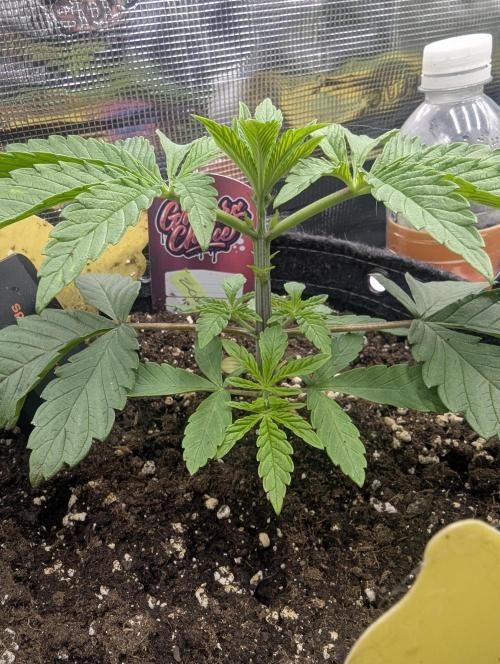 ZodaZa - Umami. Week 3