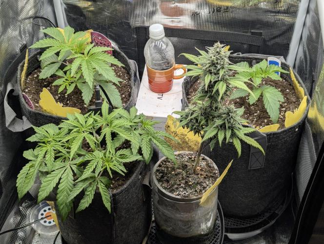 ZodaZa - Umami. Week 3