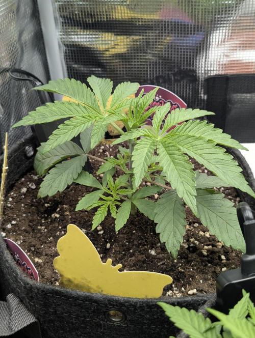 ZodaZa - Umami. Week 3
