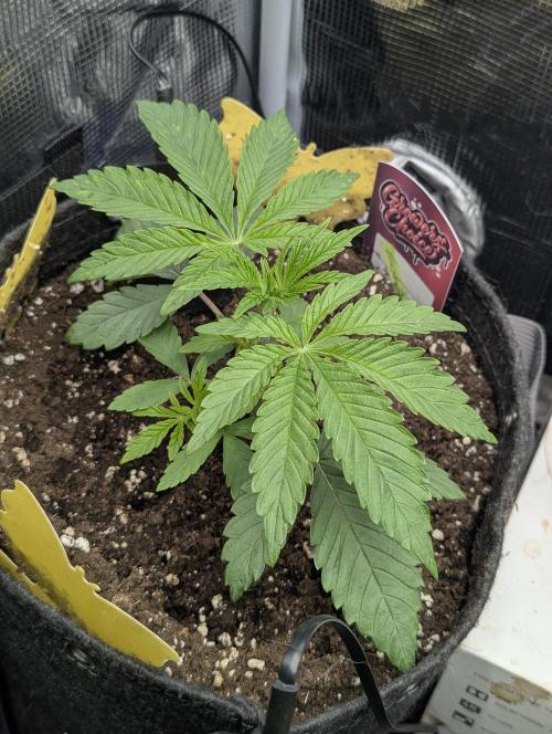ZodaZa - Umami. Week 3