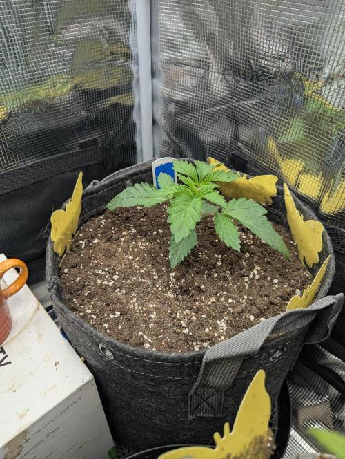 Zhampagne - Compound Genetics. Week 2