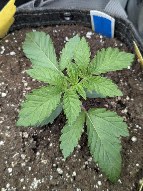 Zhampagne - Compound Genetics. Week 2