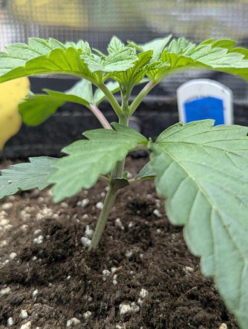 Zhampagne - Compound Genetics. Week 2