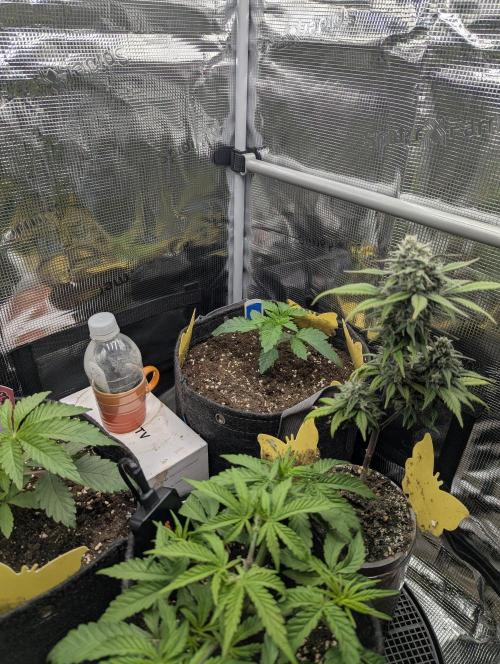 Zhampagne - Compound Genetics. Week 2