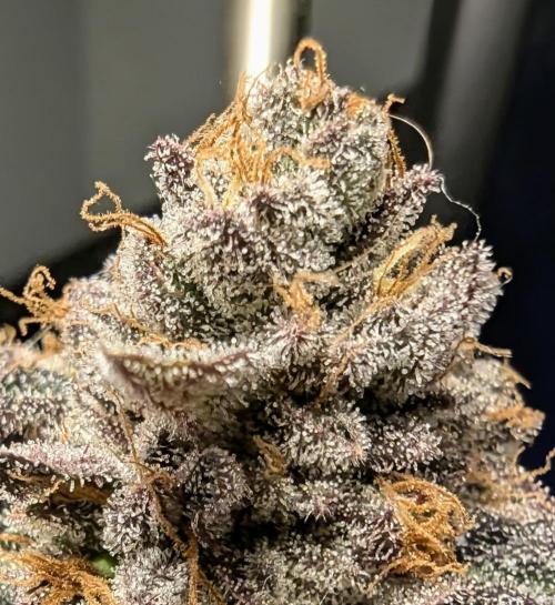 Black Cherry Gushers - Barney's Farm. Week 16