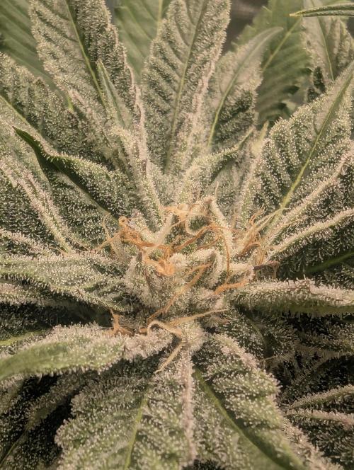 RS11 x Banana OG - Barney's Farm. Week 11