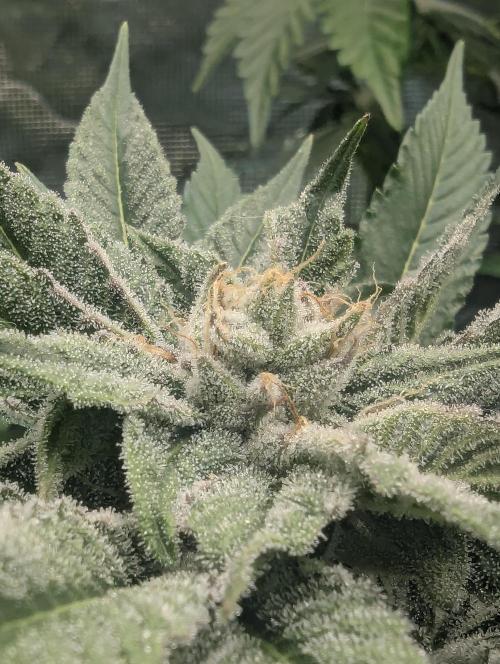 RS11 x Banana OG - Barney's Farm. Week 11