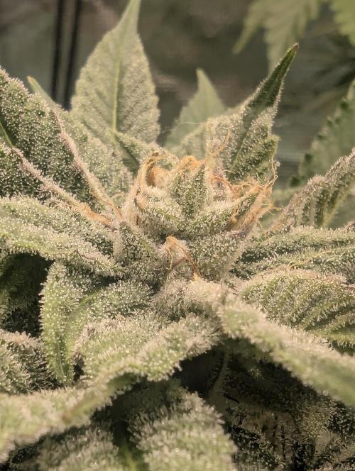 RS11 x Banana OG - Barney's Farm. Week 11