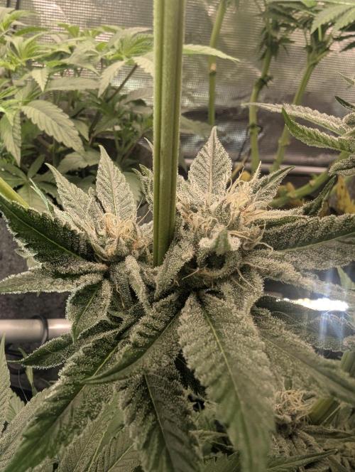 RS11 x Banana OG - Barney's Farm. Week 11