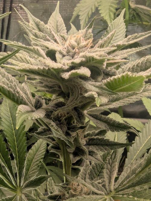 RS11 x Banana OG - Barney's Farm. Week 11
