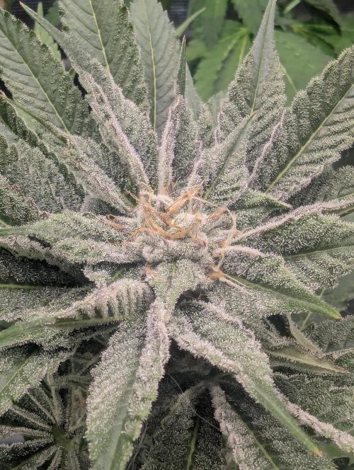 RS11 x Banana OG - Barney's Farm. Week 11