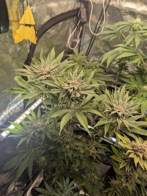 RS11 x Banana OG - Barney's Farm. Week 11