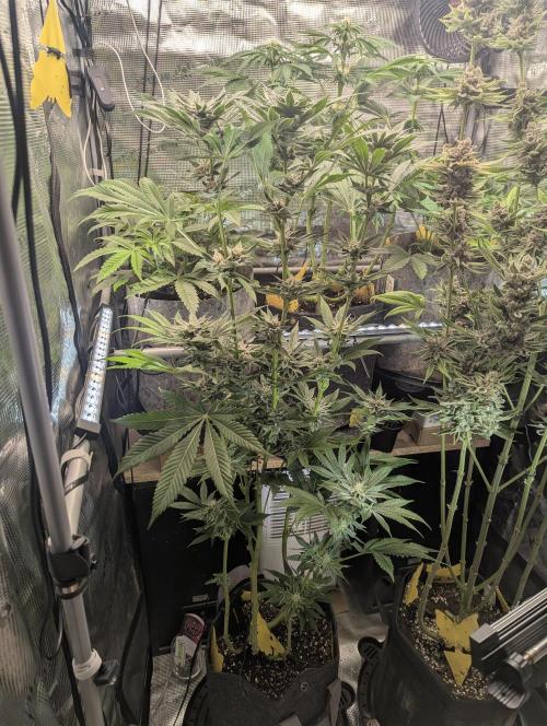 RS11 x Banana OG - Barney's Farm. Week 11