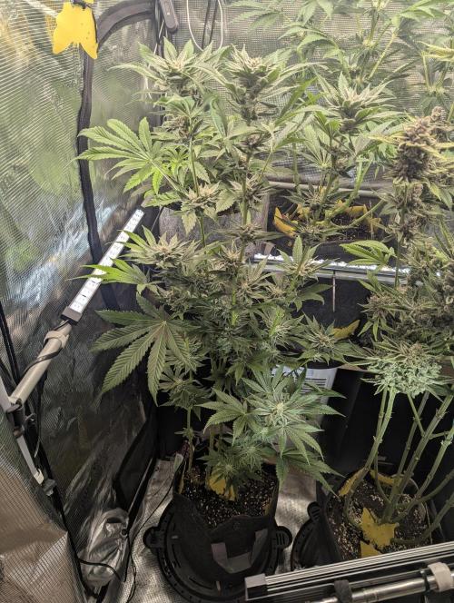 RS11 x Banana OG - Barney's Farm. Week 11