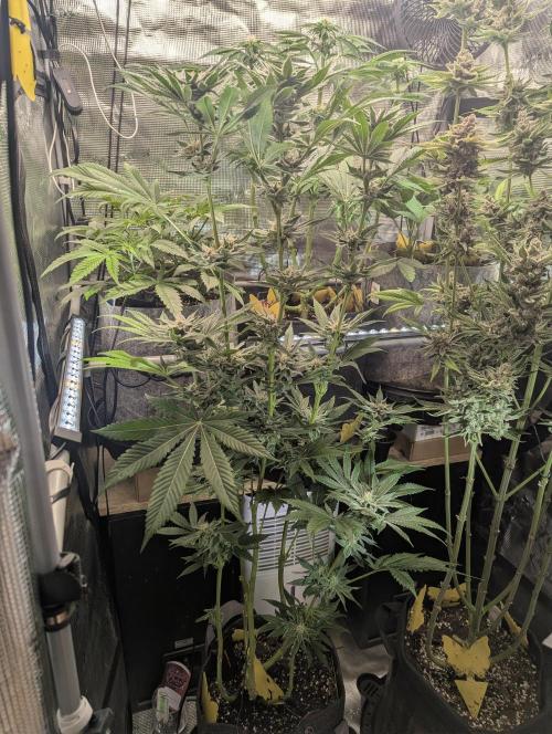 RS11 x Banana OG - Barney's Farm. Week 11