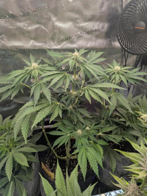 Zkittlez - Growers Choice. Week 7
