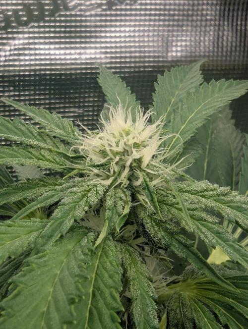 Zkittlez - Growers Choice. Week 7
