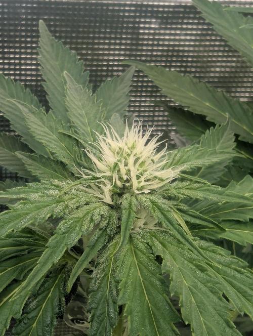 Zkittlez - Growers Choice. Week 7