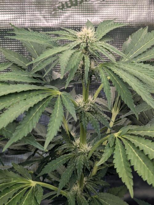 Zkittlez - Growers Choice. Week 7