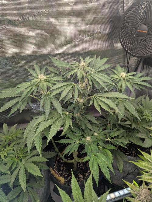 Zkittlez - Growers Choice. Week 7