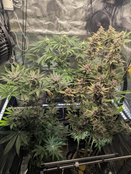 Zkittlez - Growers Choice. Week 7