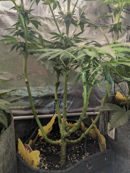 Zkittlez - Growers Choice. Week 7