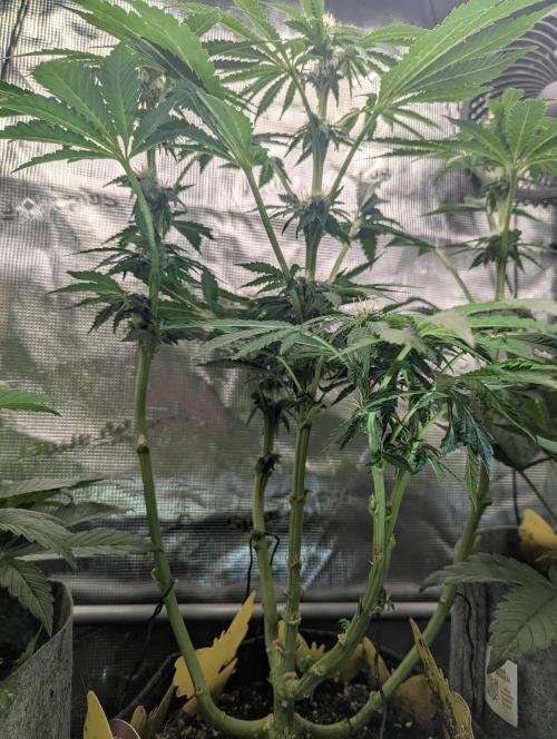Zkittlez - Growers Choice. Week 7