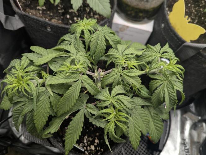AlienZ Automatic - Greenhouse Seed Co.. Week 4