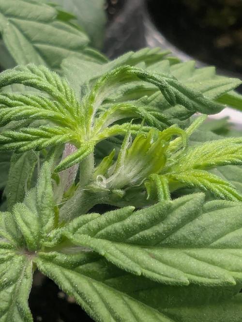 AlienZ Automatic - Greenhouse Seed Co.. Week 4