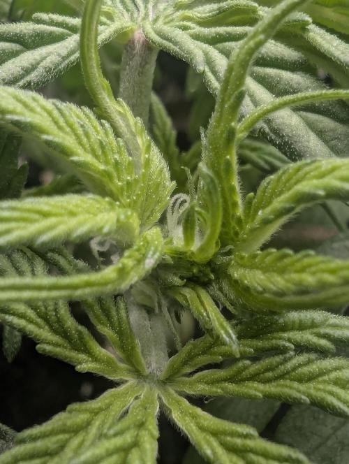 AlienZ Automatic - Greenhouse Seed Co.. Week 4