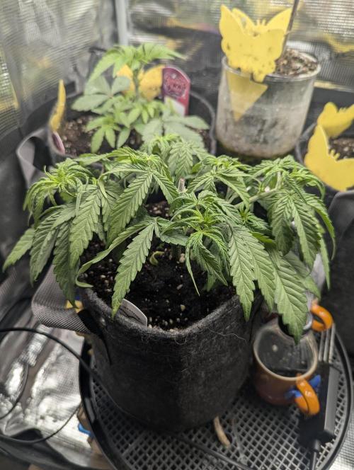 AlienZ Automatic - Greenhouse Seed Co.. Week 4