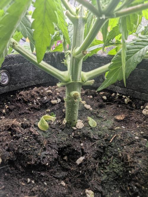 AlienZ Automatic - Greenhouse Seed Co.. Week 4