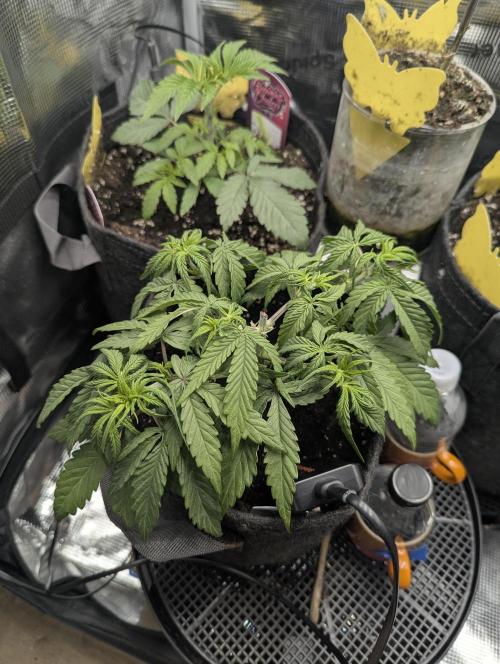 AlienZ Automatic - Greenhouse Seed Co.. Week 4