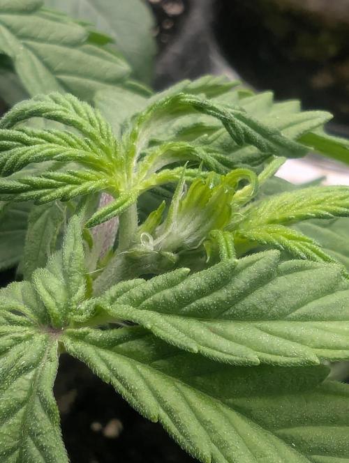 AlienZ Automatic - Greenhouse Seed Co.. Week 4