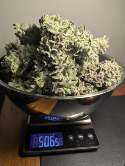 Blue Zushi - Dutch Passion. Week 17